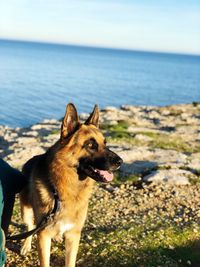 Dog on the sea shore