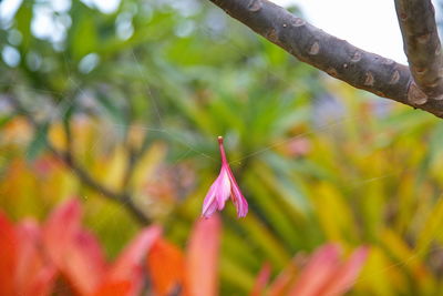 Close-up of insect on pink flowering plant