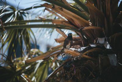 View of bird perching on branch