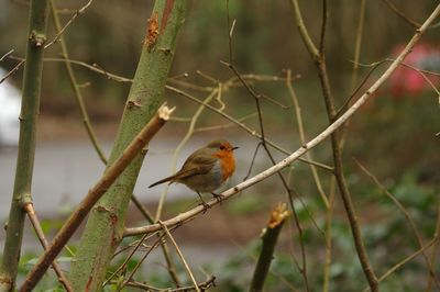 Close-up of bird perching on branch