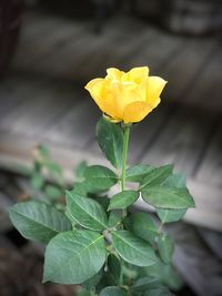 Close-up of yellow flower blooming outdoors