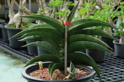 Close-up of potted plant