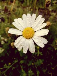 Close-up of yellow flower blooming outdoors