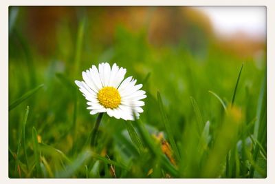 Close-up of white daisy blooming in field