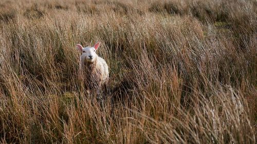 Portrait of sheep on field