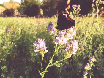 Close-up of butterfly on purple flower in field