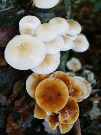 Close-up of mushrooms