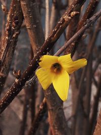 Close-up of yellow flowering plant