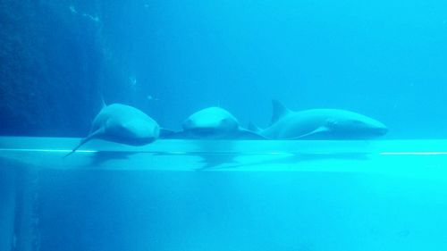 Fish swimming in aquarium