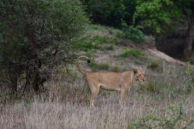 View of a cat on land