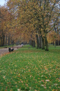 Trees in park during autumn