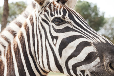 Close-up of an adult zebra in freedom by the savannah