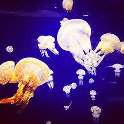 Fish swimming in sea
