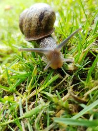 Close-up of snail on grass