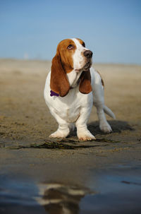 Basset hound dog standing on beach looking up