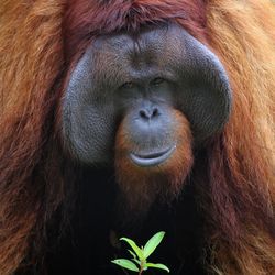 Close-up portrait of a gorilla