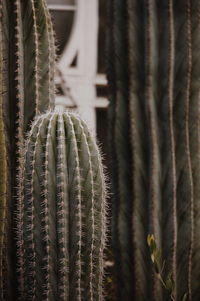 Close-up of cactus plant