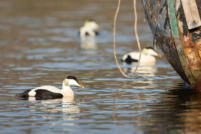 Ducks swimming in lake