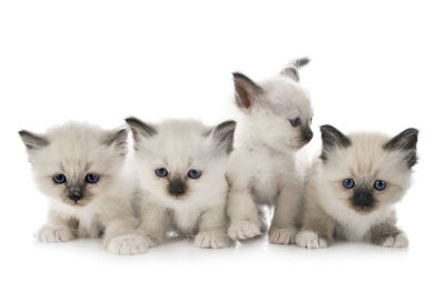 Portrait of cats on white background