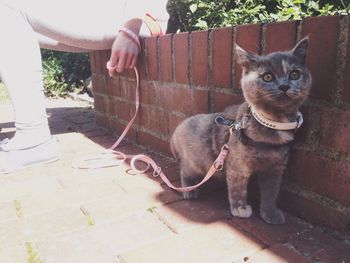 Portrait of man with cat