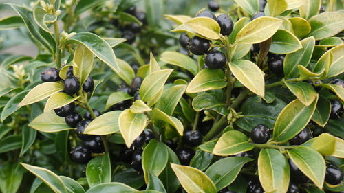 Close-up of berries growing outdoors