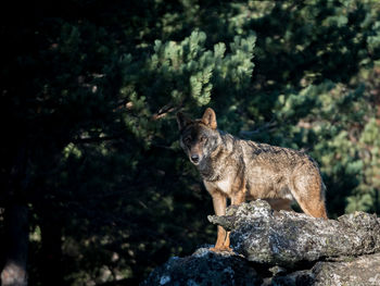 Wolf standing on rock in forest