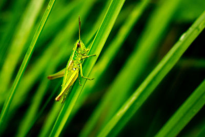 Close-up of insect on blade of grass