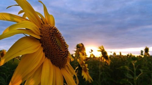 Close-up of yellow flowering plant on field against sky