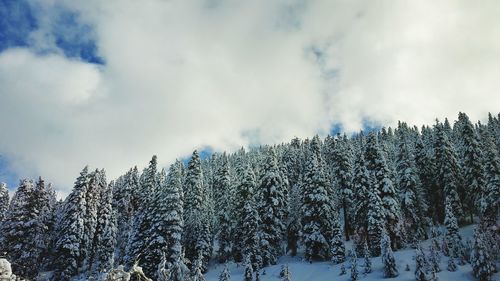 Low angle view of snow covered trees against sky