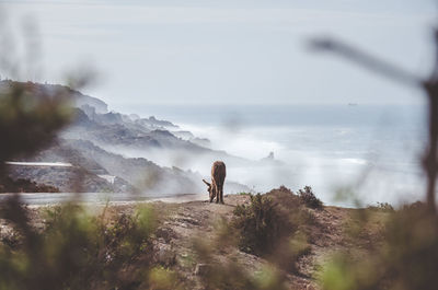 Donkey standing on mountain