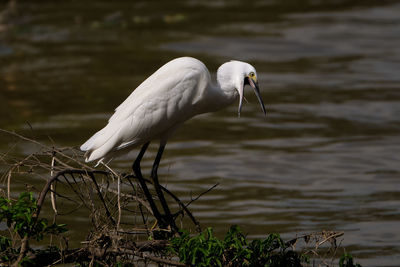 White bird perching on a lake