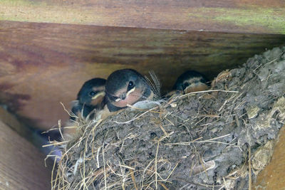 High angle view of birds in nest