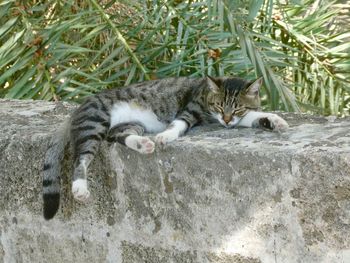 Cat resting in a grass