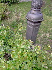 Plants growing on field