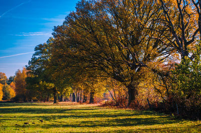 Trees on field during autumn