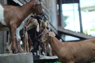 Goats at farm