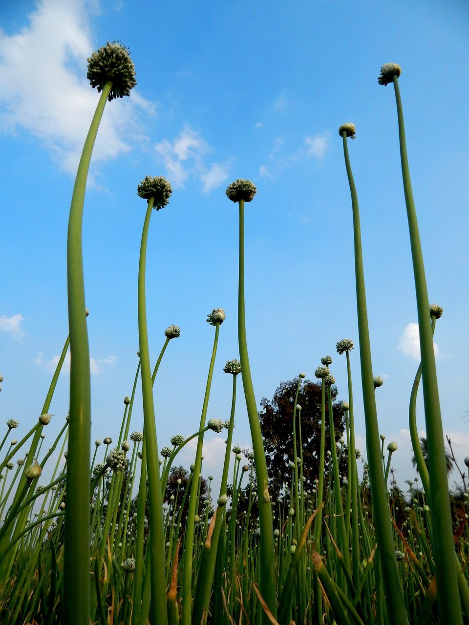 CLOSE-UP OF FLOWERING PLANTS ON FIELD AGAINST SKY