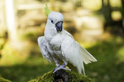 Close-up of bird perching outdoors