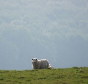 View of a sheep on a field