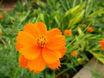 Close-up of orange flower blooming outdoors