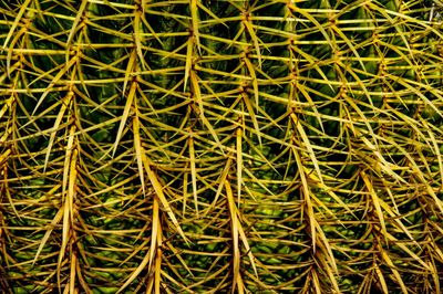 Full frame shot of plants