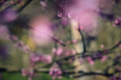 Close-up of pink cherry blossom