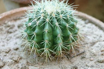 Close-up of cactus plant