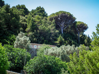 Low angle view of trees against sky
