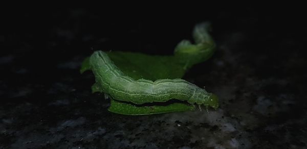 Close-up of green leaf on field against black background