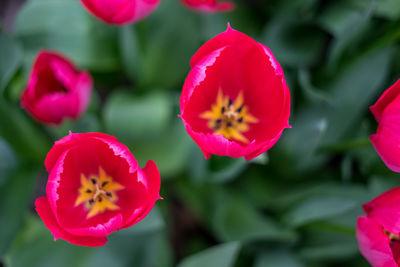 Close-up of pink flowering plants in park