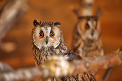 Close-up portrait of owl