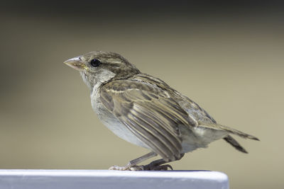 Close-up of bird perching on railing