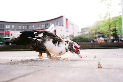 Close-up of a bird on a city