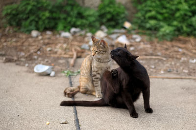 Cat sitting outdoors